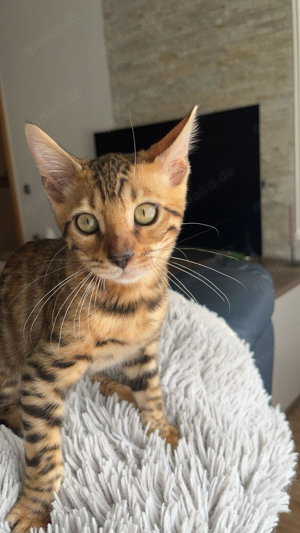 Bengal Kitten