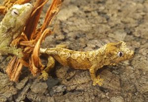 Flechtengecko Babys, Mniarogekko chahoa,