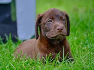 Labradorwelpen