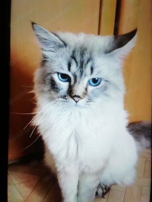 Deckkater Britisch Langhaar, mit schöne blauen Augen, geimpft mit großen Erfahrung und Geduld  Bild 5