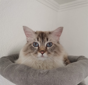 Deckkater Britisch Langhaar, mit schöne blauen Augen, geimpft mit großen Erfahrung und Geduld  Bild 8