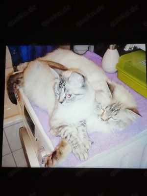 Deckkater Britisch Langhaar, mit schöne blauen Augen, geimpft mit großen Erfahrung und Geduld  Bild 10