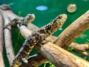Chinesische Krokodilschwanzechse (Shinisaurus crocodilurus) Bild 2