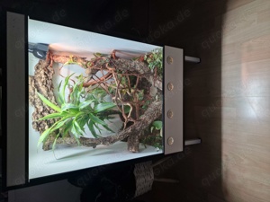 0.2 Kronengeckos inkl. Terrarium (Kunststoff)