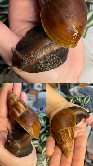 Lissachatina fulica Achatschnecken Riesenschnecken