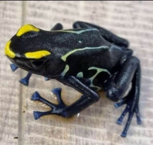 Dendrobates tinctorius Robertus adult