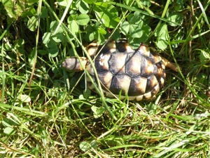 2 Breitrand Landschildkröten, 2 Jahre alt, Nachzucht Sept 22, m. EU-Papieren, zusammen für 120,-  