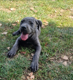 Cane Corso Welpen abzugeben 