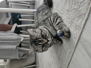 bkh Britisch Kurzhaar  silver tabby kitten,baby