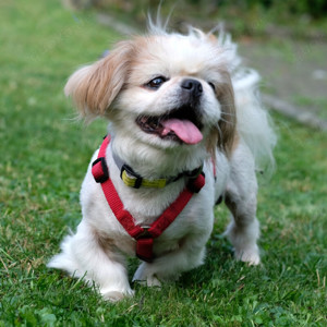 Opi Rocky, ca. 13 Jahre - Tibet-Spaniel - Tierhilfe Franken e.V.
