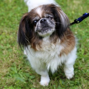 Omi Gina, 13 Jahre - Tibet-Spaniel - Tierhilfe Franken e.V.