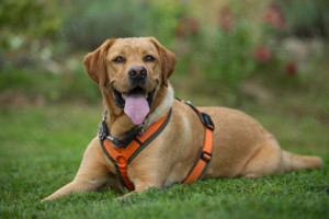 Mister Sam - 4 Jahre - Labrador - Tierhilfe Franken e.V. Bild 9