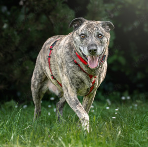 Benjo, 10 Jahre - Mischling - Tierhilfe Franken e.V.