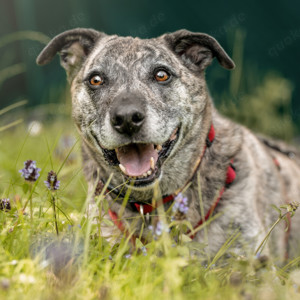 Benjo, 10 Jahre - Mischling - Tierhilfe Franken e.V.