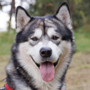 MuBalu-  2 Jahre- Alaskan Malamute- Tierhilfe Franken e.V.