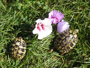 2 griechische Landschildkröten, 1 Jahr +  3 Jahre alt, mit EU-Papieren, beide für 120,-  