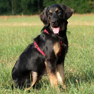 Tundra, 6 Monate - Leonberger-Mix - Tierhilfe Franken e.V.