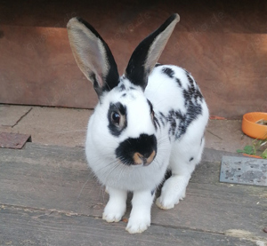 Tobi, 10 Monate - Hase - Tierhilfe Franken e.V.