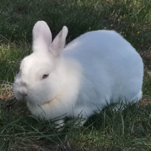 Blume, 4 Jahre - Hermelin - Tierhilfe Franken e.V.