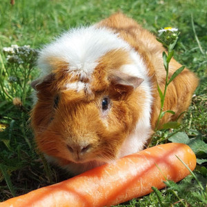 Mäxchen, ca. 5 Jahre - Meerschweinchen - Tierhilfe Franken e.V.