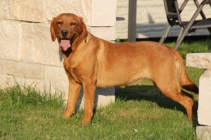 Labrador Hündin foxred