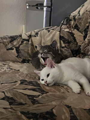 2 Hübschen babykatzen 