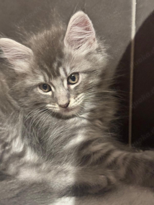 Maine Coon Kitten