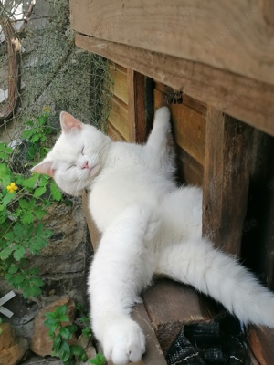 Britisch kurzhaar Kater mit Stammbaum 