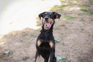 *FRIDO* Der Terrier Mix ist aktiv, liebt die Menschennähe und ist sozial zu seinen Artgenossen