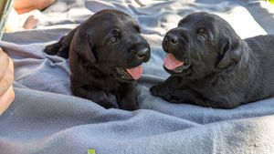 Labrador Retriever Welpen - schwarz