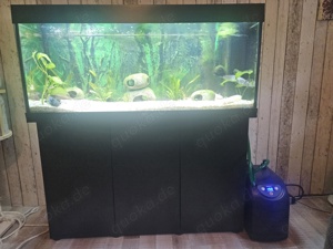 Axolotl und Aquarium komplett