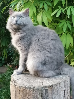 Selkirk Rex Kater 