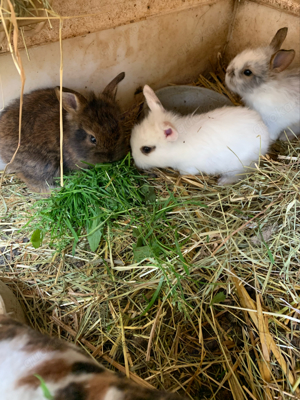 zwergkaninchen Löwenkopfhasen handzahm