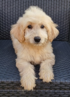 GOLDENDOODLE F1 Standard Welpen 