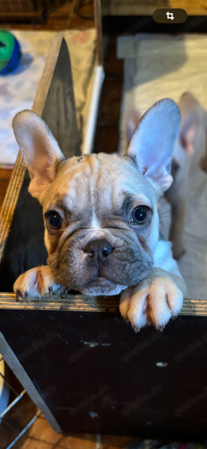 Französische Bulldogge welpen 