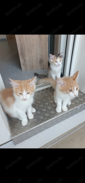 maine coon Kitten  Abgabebereit 