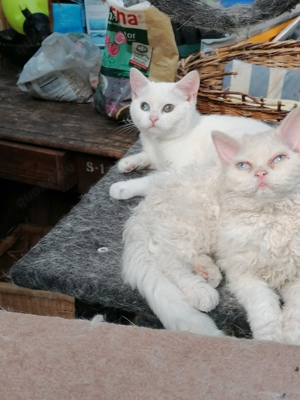 Selkirk Rex langhaar Homozygot 