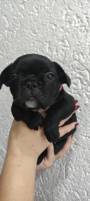 Französische Bulldogge Welpen 