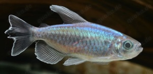 20 kongosalmler für aquarium 