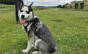 Husky-Mix Horizon sucht seine Herzensmenschen!