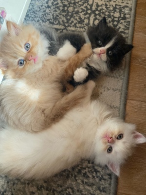 Katzenbabys Kitten Maine Coon Perser Mix abgabebereit Kater