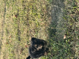 Hunde Yorkshire terrier