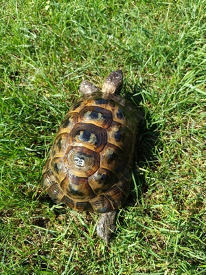 Maurische Landschildkröten 