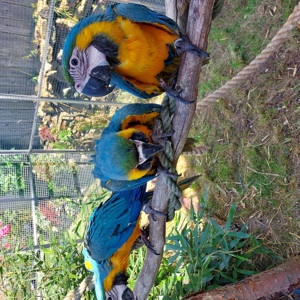 Gelbbrust Ara , handzahm  Bild 3