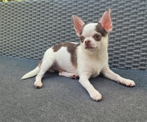 Chihuahua kurzhaar Welpen 1 Rüde 