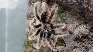 Vogelspinne Tliltocatl albopilosus nicaragua 1.0 adult