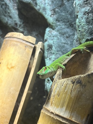 Phelsuma Grandis Nachzuchten