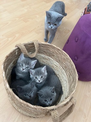 BKH Kitten Kätzchen Weibchen + Männchen Kurze Info: heute haben die Kitten ihre erste Impfung bekomm