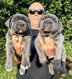 Reinrassige Cane Corso Welpen abzugeben