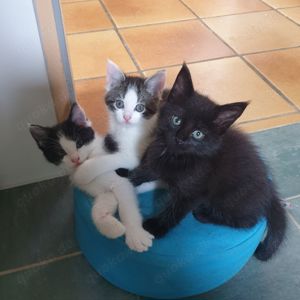 Maine Coon Mix Kitten